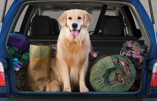 A golden retriever in the back of car along with camping supplies.